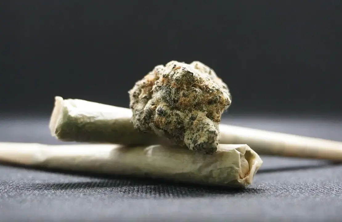 maconha back