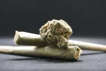 maconha back