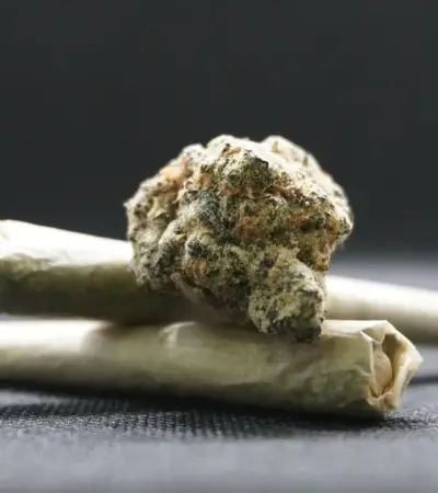 maconha back