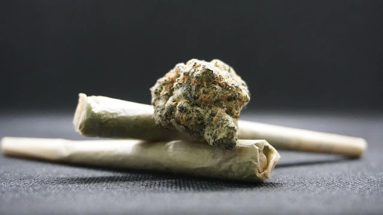 maconha back